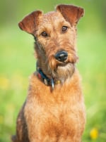 Photo : chien de race Irish Terrier sur Woopets