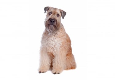 Photo : chien de race Irish Terrier à poil doux sur Woopets