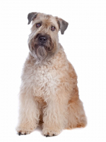 Photo : chien de race Irish Terrier à poil doux sur Woopets