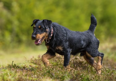 Photo : chien de race Jagdterrier sur Woopets