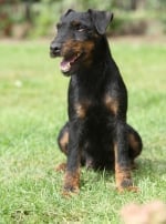 Photo : chien de race Jagdterrier sur Woopets