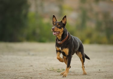 Photo : chien de race Kelpie sur Woopets