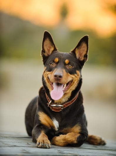 Kelpie : caractère, santé, alimentation 