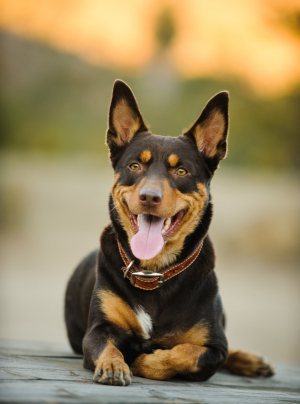 Photo : chien de race Kelpie sur Woopets