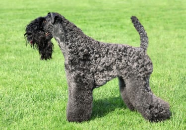 Photo : chien de race Kerry Blue Terrier sur Woopets