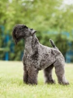 Photo : chien de race Kerry Blue Terrier sur Woopets