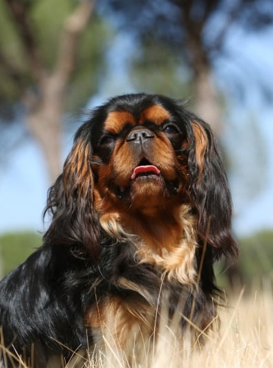 Photo : chien de race King Charles Spaniel sur Woopets