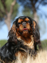 Photo : chien de race King Charles Spaniel sur Woopets
