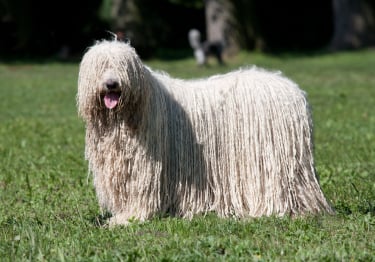 Photo : chien de race Komondor sur Woopets