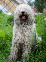 Photo : chien de race Komondor sur Woopets