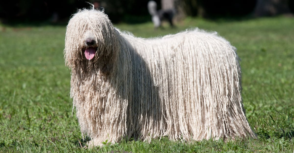 Komondor Caractere Sante Alimentation Prix Et Entretien