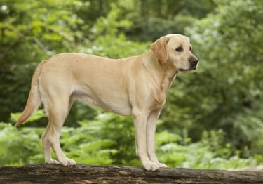 Photo : chien de race Labrador Retriever sur Woopets