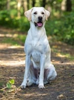 Photo : chien de race Labrador Retriever sur Woopets