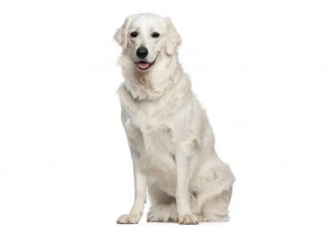 Photo : chien de race Kuvasz Hongrois sur Woopets