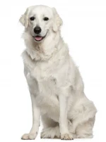 Photo : chien de race Kuvasz Hongrois sur Woopets