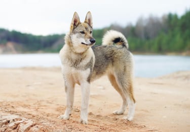 Photo : chien de race Laïka de Sibérie occidentale sur Woopets