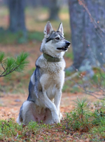 Photo : chien de race Laïka de Sibérie occidentale sur Woopets