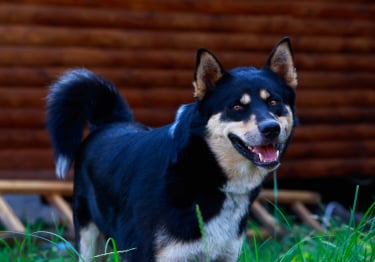 Photo : chien de race Laïka de Sibérie orientale sur Woopets