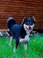 Photo : chien de race Laïka de Sibérie orientale sur Woopets