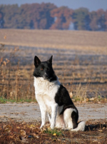 Photo : chien de race Laïka Russo-Européen sur Woopets