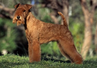 Photo : chien de race Lakeland Terrier sur Woopets