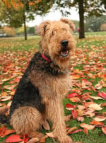 Photo : chien de race Lakeland Terrier sur Woopets