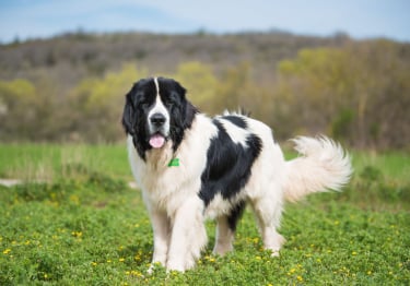 Photo : chien de race Landseer sur Woopets