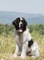 Photo : chien de race Landseer sur Woopets