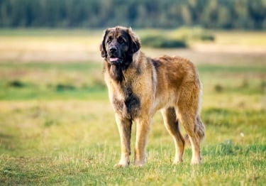 Photo : chien de race Leonberger sur Woopets