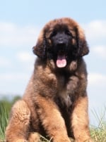 Photo : chien de race Leonberger sur Woopets