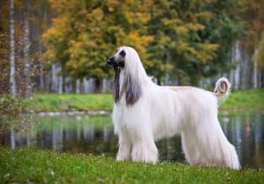 Photo : chien de race Lévrier Afghan sur Woopets