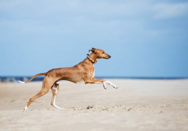 Photo : chien de race Lévrier Azawakh sur Woopets