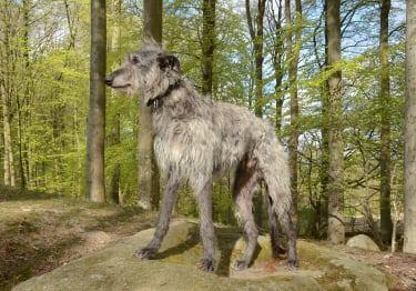 Photo : chien de race Lévrier Écossais sur Woopets