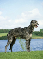 Photo : chien de race Lévrier Écossais sur Woopets