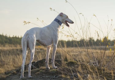 Photo : chien de race Lévrier Polonais sur Woopets