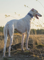 Photo : chien de race Lévrier Polonais sur Woopets