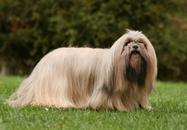 Photo : chien de race Lhassa Apso sur Woopets