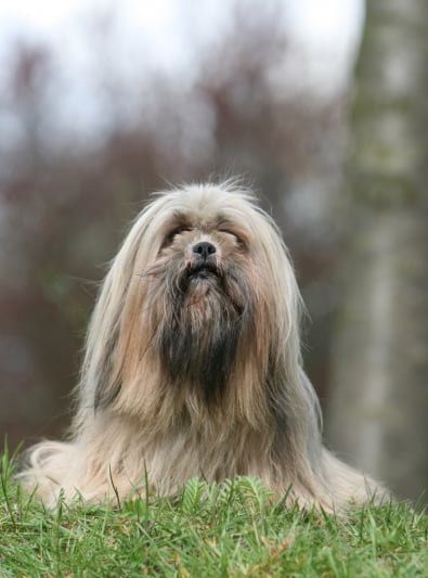Photo : chien de race Lhassa Apso sur Woopets