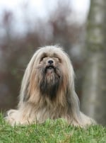 Photo : chien de race Lhassa Apso sur Woopets