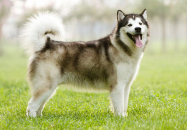 Photo : chien de race Malamute de l'Alaska sur Woopets