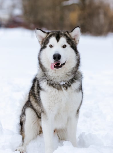 Images Gratuites Neige Animal Rauque œil Velu