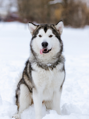Photo : chien de race Malamute de l'Alaska sur Woopets
