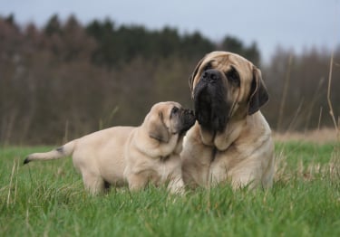 Photo : chien de race Mastiff sur Woopets