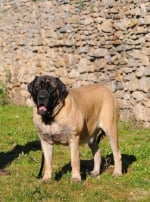 Photo : chien de race Mastiff sur Woopets