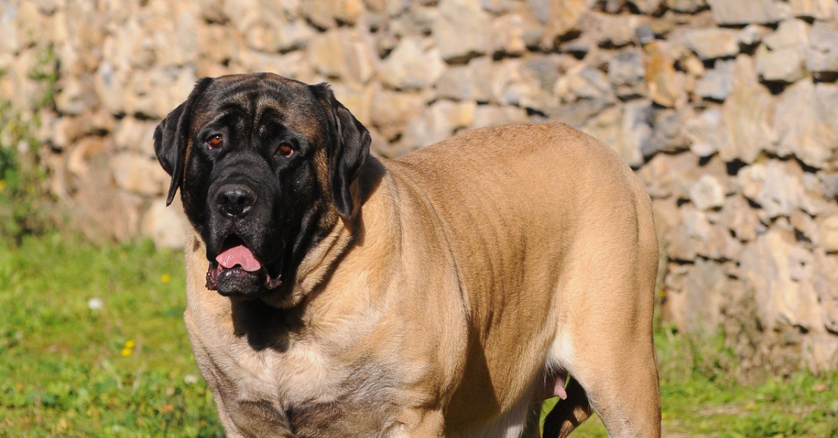 Mastiff : caractère, santé, alimentation, prix et entretien