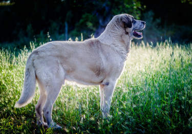 Photo : chien de race Mâtin de l'Alentejo sur Woopets