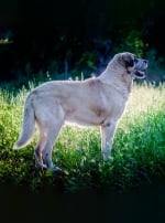 Photo : chien de race Mâtin de l'Alentejo sur Woopets