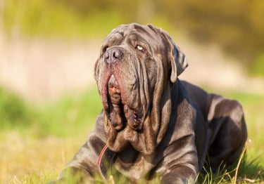 Photo : chien de race Mâtin de Naples sur Woopets