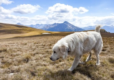 Photo : chien de race Mâtin des Pyrénées sur Woopets