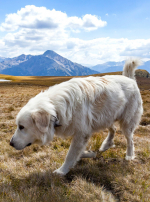 Photo : chien de race Mâtin des Pyrénées sur Woopets